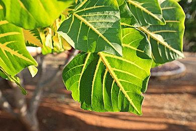 《怪物猎人 崛起》steam国区定价下调 约减少100元